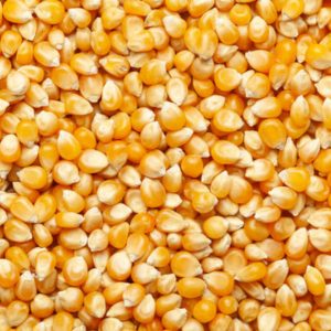 MAIZE