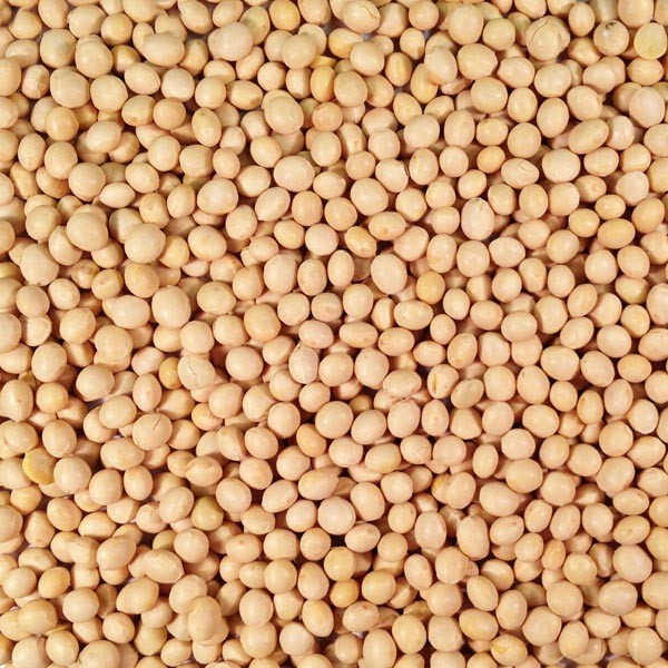 Soy Beans